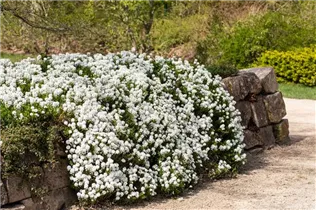 Iberis sempervirens 'Schneeflocke' - Immergrüne Schleifenblume 'Schneeflocke'