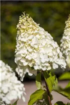 Hydrangea paniculata 'Magical Moonlight'® - Rispenhortensie 'Magical Moonlight'®