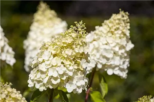 Hydrangea paniculata 'Magical Moonlight'® - Rispenhortensie 'Magical Moonlight'®