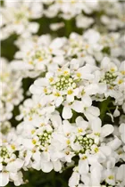 Iberis sempervirens 'Snowdrift' - Immergrüne Schleifenblume 'Snowdrift'