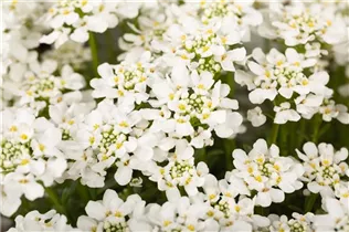 Iberis sempervirens 'Snowdrift' - Immergrüne Schleifenblume 'Snowdrift'