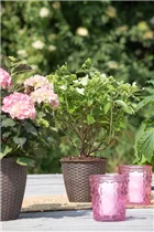 Hydrangea paniculata 'Prim White'® - Rispenhortensie 'Prim White'® Hydrangea paniculata 'Prim White'® - Rispenhortensie 'Prim White'®