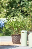 Hydrangea paniculata 'Prim White'® - Rispenhortensie 'Prim White'® Hydrangea paniculata 'Prim White'® - Rispenhortensie 'Prim White'®