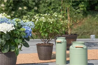 Hydrangea paniculata 'Prim White'® - Rispenhortensie 'Prim White'® Hydrangea paniculata 'Prim White'® - Rispenhortensie 'Prim White'®