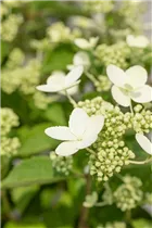 Hydrangea paniculata 'Prim White'® - Rispenhortensie 'Prim White'® Hydrangea paniculata 'Prim White'® - Rispenhortensie 'Prim White'®