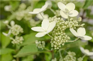Hydrangea paniculata 'Prim White'® - Rispenhortensie 'Prim White'® Hydrangea paniculata 'Prim White'® - Rispenhortensie 'Prim White'®