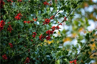 Ilex aquifolium - Gemeine Stechpalme Ilex aquifolium - Gemeine Stechpalme