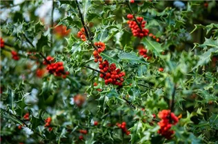 Ilex aquifolium - Gemeine Stechpalme Ilex aquifolium - Gemeine Stechpalme