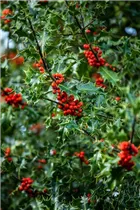 Ilex aquifolium - Gemeine Stechpalme Ilex aquifolium - Gemeine Stechpalme