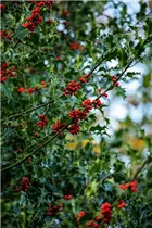 Ilex aquifolium - Gemeine Stechpalme Ilex aquifolium - Gemeine Stechpalme
