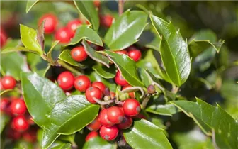 Ilex aquifolium 'Alaska' - Alaska-Stechpalme 'Alaska' Ilex aquifolium 'Alaska' - Alaska-Stechpalme 'Alaska'