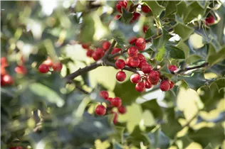 Ilex aquifolium 'Alaska' - Alaska-Stechpalme 'Alaska' Ilex aquifolium 'Alaska' - Alaska-Stechpalme 'Alaska'