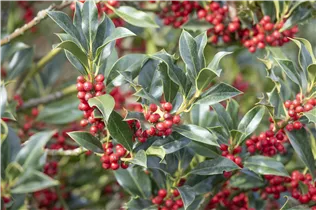 Ilex aquifolium 'Alaska' - Alaska-Stechpalme 'Alaska' Ilex aquifolium 'Alaska' - Alaska-Stechpalme 'Alaska'