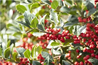 Ilex aquifolium 'Alaska' - Alaska-Stechpalme 'Alaska' Ilex aquifolium 'Alaska' - Alaska-Stechpalme 'Alaska'