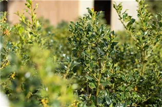 Ilex aquifolium 'Alaska' - Alaska-Stechpalme 'Alaska' Ilex aquifolium 'Alaska' - Alaska-Stechpalme 'Alaska'