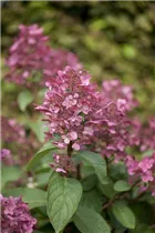 Hydrangea paniculata 'Wim´s Red'(s) - Rispenhortensie 'Wim's Red'(s) Hydrangea paniculata 'Wim´s Red'(s) - Rispenhortensie 'Wim's Red'(s)