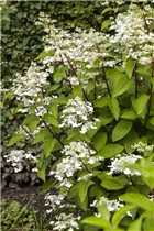 Hydrangea paniculata 'Wim´s Red'(s) - Rispenhortensie 'Wim's Red'(s) Hydrangea paniculata 'Wim´s Red'(s) - Rispenhortensie 'Wim's Red'(s)