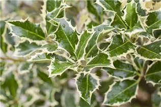 Ilex aquifolium 'Argentea Marginata' - Weißbunte Stechpalme 'Argentea Marginata' Ilex aquifolium 'Argentea Marginata' - Weißbunte Stechpalme 'Argentea Marginata'
