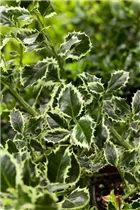 Ilex aquifolium 'Argentea Marginata' - Weißbunte Stechpalme 'Argentea Marginata' Ilex aquifolium 'Argentea Marginata' - Weißbunte Stechpalme 'Argentea Marginata'