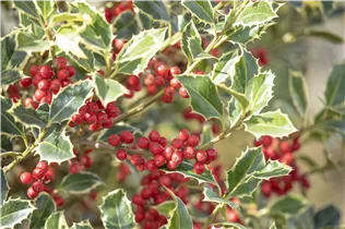 Ilex aquifolium 'Argentea Marginata' - Weißbunte Stechpalme 'Argentea Marginata' Ilex aquifolium 'Argentea Marginata' - Weißbunte Stechpalme 'Argentea Marginata'