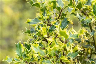 Ilex aquifolium 'Aureomarginata' - Europäische Stechpalme 'Aureomarginata'