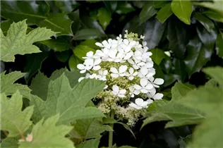 Hydrangea quercifolia - Eichenblättrige Hortensie Hydrangea quercifolia - Eichenblättrige Hortensie