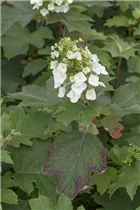 Hydrangea quercifolia - Eichenblättrige Hortensie Hydrangea quercifolia - Eichenblättrige Hortensie