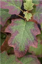 Hydrangea quercifolia 'Burgundy' - Eichenblättrige Hortensie 'Burgundy'