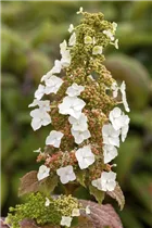 Hydrangea quercifolia 'Burgundy' - Eichenblättrige Hortensie 'Burgundy'