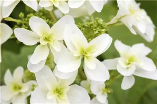 Hydrangea quercifolia 'Hovaria® Quercifolia' - Eichenblättrige Hortensie 'Hovaria® Quercifolia' Hydrangea quercifolia 'Hovaria® Quercifolia' - Eichenblättrige Hortensie 'Hovaria® Quercifolia'