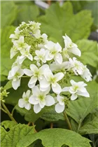 Hydrangea quercifolia 'Hovaria® Quercifolia' - Eichenblättrige Hortensie 'Hovaria® Quercifolia' Hydrangea quercifolia 'Hovaria® Quercifolia' - Eichenblättrige Hortensie 'Hovaria® Quercifolia'