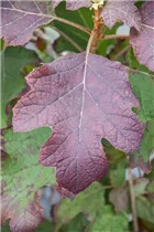 Hydrangea quercifolia 'Hovaria® Quercifolia' - Eichenblättrige Hortensie 'Hovaria® Quercifolia' Hydrangea quercifolia 'Hovaria® Quercifolia' - Eichenblättrige Hortensie 'Hovaria® Quercifolia'