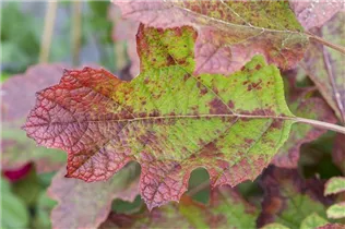 Hydrangea quercifolia 'Hovaria® Quercifolia' - Eichenblättrige Hortensie 'Hovaria® Quercifolia' Hydrangea quercifolia 'Hovaria® Quercifolia' - Eichenblättrige Hortensie 'Hovaria® Quercifolia'