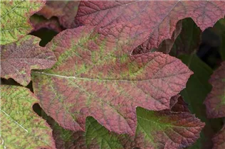 Hydrangea quercifolia 'Hovaria® Quercifolia' - Eichenblättrige Hortensie 'Hovaria® Quercifolia' Hydrangea quercifolia 'Hovaria® Quercifolia' - Eichenblättrige Hortensie 'Hovaria® Quercifolia'