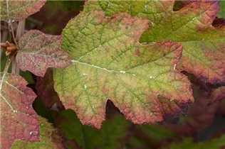 Hydrangea quercifolia 'Hovaria® Quercifolia' - Eichenblättrige Hortensie 'Hovaria® Quercifolia' Hydrangea quercifolia 'Hovaria® Quercifolia' - Eichenblättrige Hortensie 'Hovaria® Quercifolia'