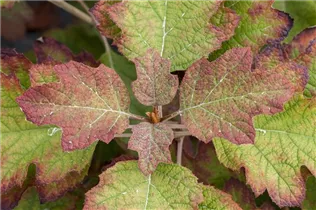 Hydrangea quercifolia 'Hovaria® Quercifolia' - Eichenblättrige Hortensie 'Hovaria® Quercifolia' Hydrangea quercifolia 'Hovaria® Quercifolia' - Eichenblättrige Hortensie 'Hovaria® Quercifolia'