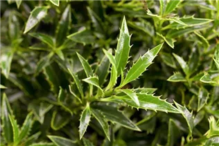 Ilex aquifolium 'Myrtifolia' - Myrtenblättrige Hülse 'Myrtifolia'