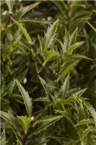 Ilex aquifolium 'Myrtifolia' - Myrtenblättrige Hülse 'Myrtifolia'