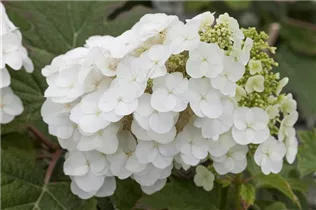 Hydrangea quercifolia 'Pee Wee' - Eichenblättrige Hortensie 'Pee Wee'
