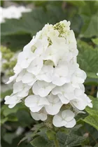 Hydrangea quercifolia 'Pee Wee' - Eichenblättrige Hortensie 'Pee Wee'