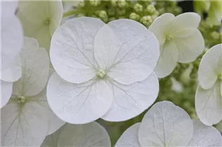 Hydrangea quercifolia 'Pee Wee' - Eichenblättrige Hortensie 'Pee Wee'