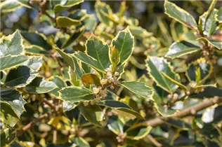Ilex aquifolium 'Rubricaulis Aurea' - Gemeine Stechpalme 'Rubircaulis Aurea'