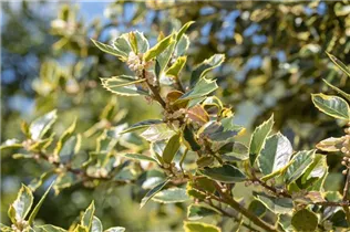 Ilex aquifolium 'Rubricaulis Aurea' - Gemeine Stechpalme 'Rubircaulis Aurea'