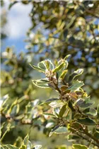 Ilex aquifolium 'Rubricaulis Aurea' - Gemeine Stechpalme 'Rubircaulis Aurea'