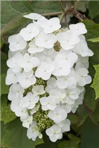 Hydrangea quercifolia 'Snowflake' - Eichenblättrige Hortensie 'Snowflake'