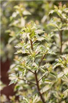 Ilex aquifolium 'White Cream' - Stechpalme 'White Cream'