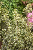 Ilex aquifolium 'White Cream' - Stechpalme 'White Cream'