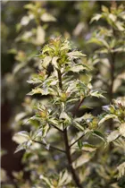 Ilex aquifolium 'White Cream' - Stechpalme 'White Cream'