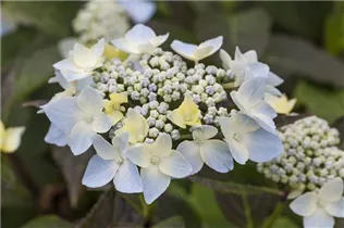 Hydrangea serrata 'Blue Deckle' - Gartenhortensie 'Blue Deckle'