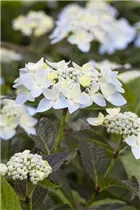 Hydrangea serrata 'Blue Deckle' - Gartenhortensie 'Blue Deckle'